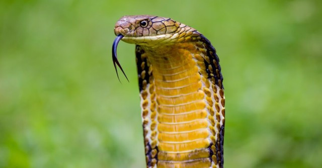 Mặc dù có kích thước lớn, rắn hổ mang chúa di chuyển surprisingly nhanh nhẹn. Nó có thể di chuyển với tốc độ lên đến 16 km/h, đủ nhanh để truy đuổi và bắt kịp con mồi. Khả năng di chuyển nhanh nhẹn cùng nọc độc cực mạnh giúp rắn hổ mang chúa trở thành kẻ săn mồi thành công trong môi trường sống của nó.