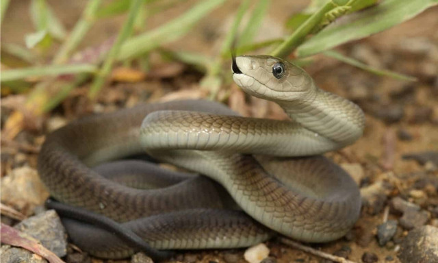 Nọc độc của Mamba đen là một vũ khí lợi hại, chứa các độc tố thần kinh có thể gây tê liệt cơ và dẫn đến tử vong chỉ trong vòng 20 phút nếu không được điều trị kịp thời. Một cú cắn của Mamba đen có thể tiêm đủ nọc độc để giết chết 10 người trưởng thành.