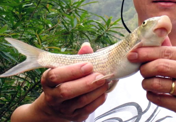 Mồm là đặc điểm nhận dạng đặc biệt và khác biệt nhất của loài cá anh vũ: mồm rất dày, trề ra và quặp xuống dưới, môi trên dày, môi dưới hình tam giác cũng khá dày, bên ngoài môi được bao phủ bởi một lớp trông như xúc tu bạch tuộc, với nhiều gai thịt tròn nổi.