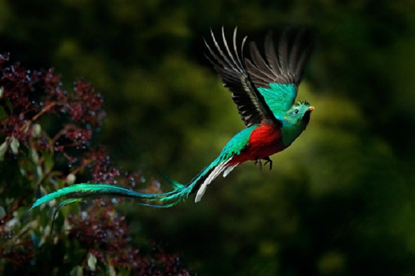 Loài chim Pharomachurus Mocinno thuộc họ Trogonidae, là quốc điểu của Guatemala. Vẻ ngoài có phần kỳ lạ nhưng lại rất lộng lẫy và xinh đẹp, khiến người ta có thể lầm tưởng với những bức tranh vẽ không có thật.