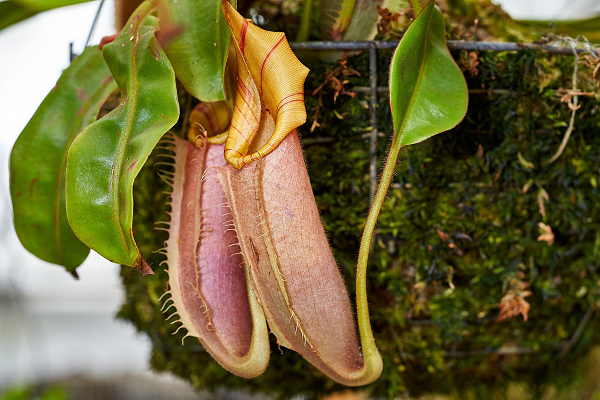 "Chiến lược sống của Nepenthes pudica có thể được coi là một sự thích nghi tiến hóa có lợi. Vì thực vật ăn thịt phụ thuộc nhiều vào con mồi để cung cấp các chất dinh dưỡng hữu cơ cần thiết cho sự phát triển và sinh sản, áp lực chọn lọc tự nhiên có thể ảnh hưởng đến các đặc điểm liên quan đến bắt mồi.", báo cáo từ nghiên cứu cho biết.