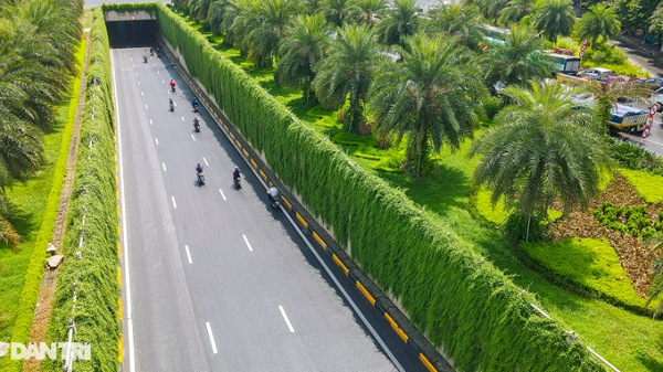 Cành và các nhánh của cây cúc tần Ấn độ buông rũ xuống đất một cách nhẹ nhàng. Lá cây dày và xanh mướt quanh năm.