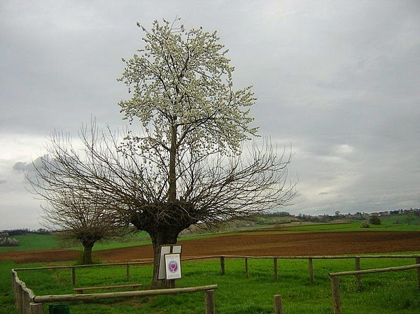 Nằm giữa vùng nông thôn Grana và Casorzo thuộc Piemonte, Italia, có một cái cây kỳ lạ, cây mọc trên cây rất kỳ quái. Không giống như những cây khác, một thân một tán, cái cây này được gọi là cây đôi Grana hay cây kép Grana.