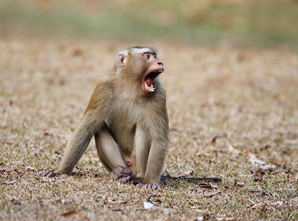 Khỉ đuôi lợn có tên khoa học là Macaca leonina. Tên gọi của nó xuất phát từ hình dáng chiếc đuôi giống như đuôi của loài lợn, đây là một trong những loài lớn nhất trong họ nhà khỉ Cercopithecidae.