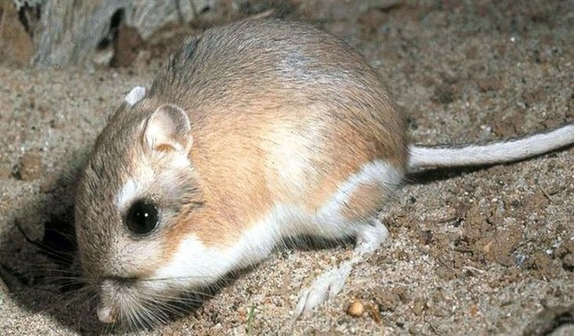 2. Ϲhuột nhảy hai chân: Trong khi một số loài động vật đã tiến hóa để tồn tại trong khí hậu sa mạc mà không cần nhiều nước, chuột nhảy hai chân hoàn toàn không cần uống bất kỳ nước nào. Chúng có thể nhận được độ ẩm cần thiết. thức ăn mà chúng ăn, vì vậy nguồn nước bổ sung là không cần thiết.