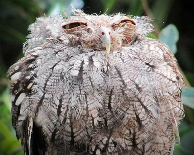Làm động vật cũng rất mệt mỏi nha!