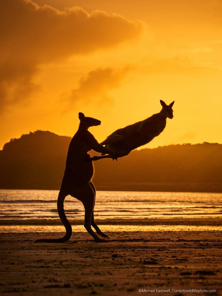 Hai con chuột túi chơi đùa hoặc đang đánh nhau tại Queensland, Úc.