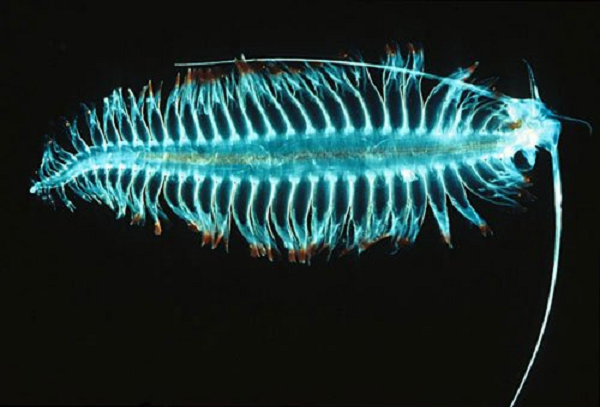 Swima bombaviridis là loài vật có hệ thống phòng thủ rất độc đáo. Chúng có thể phát ra ánh sáng màu xanh lá cây khiến động vật ăn thịt phân tâm, giúp chúng có đủ thời gian để trốn chạy.