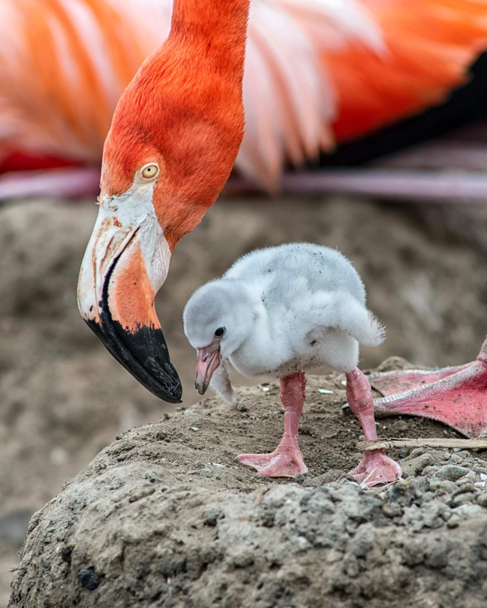 Bố và mẹ thay phiên nhau đưa một chất lỏng màu đỏ giống như sữa bổ dưỡng từ đường tiêu hóa của chúng vào miệng gà con đang đói cho đến khi chúng đủ lớn để ăn thức ăn đặc. Hơn nữa, bố mẹ hồng hạc làm điều này trong một thời gian khá dài, đảm bảo rằng hồng hạc con đủ khỏe để tiếp tục cho ăn.