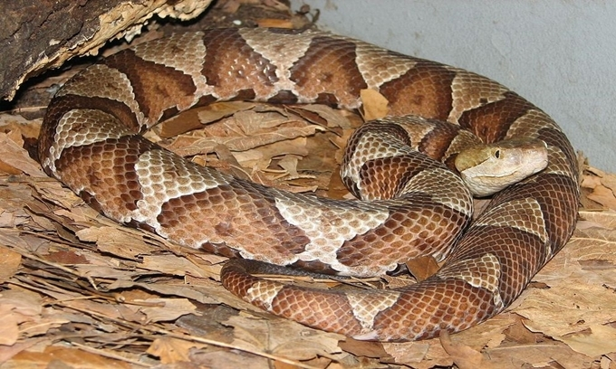 6. Một số con rắn cái, chẳng hạn như rắn hổ mang cá (cottonmouth), có khả năng tự thụ tinh cho trứng của mình mà không cần con đực. Điều này nghĩa là rắn thực hiện các chức năng sinh sản của cả hai giới tính cùng một lúc.