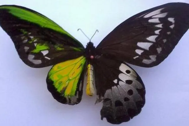 Tình trạng hai giới tính hiếm gặp này được gọi là gynandromorphism. Đây là kết quả từ một lỗi gene di truyền trong quá trình phân chia tế bào ban đầu.
