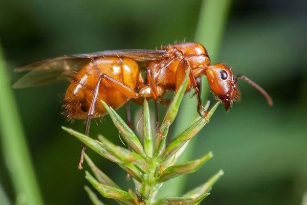 9. Kiến bay hay còn gọi là "alates" có vòng đời không quá 3 tuần, những con kiến đực sẽ chết khi chúng giao phối với kiến chúa.
