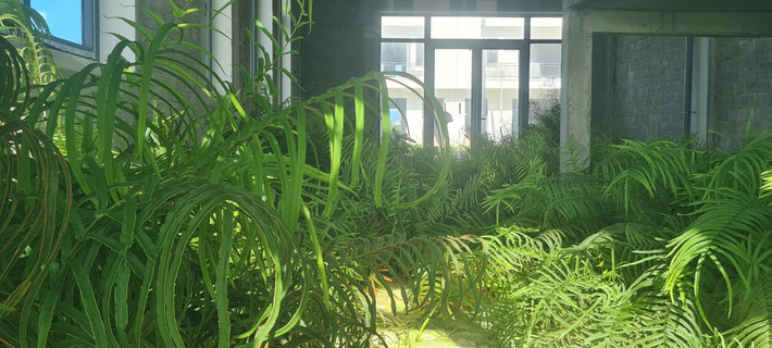 Cỏ mọc xanh um trong phòng khách khiến nhiều người ngỡ ngàng.