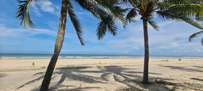 Hàng dừa xanh rì rào trong gió.