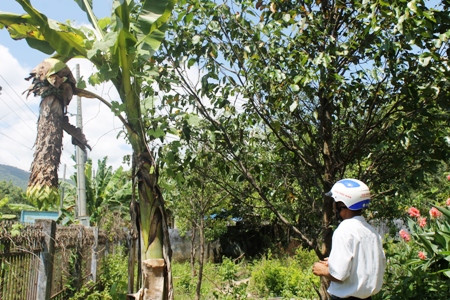 Ông Đa Rót Hà Phước - Chủ tịch Hội Nông dân xã Phước Bình cho biết, người dân trước đây chưa biết nhiều về chuối cô đơn. Ban đầu chỉ vài hộ có giống, sau do thị trường tiêu thụ mạnh, chuối đẹp và ăn ngon nên người dân đã chú trọng bảo quản, nhân giống.