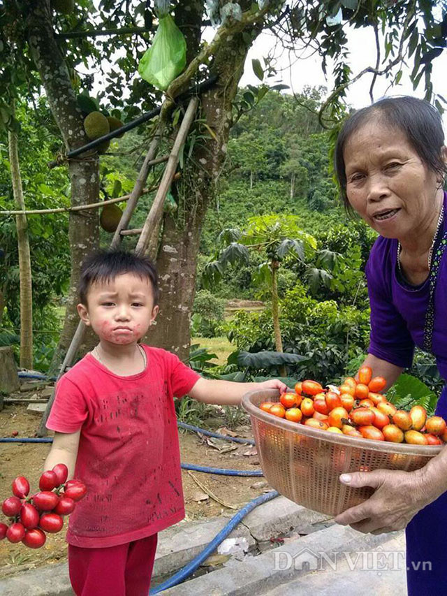 Lỷ A Tài cho biết, những năm gần đây, số lượng cây quả máu mọc tự nhiên trong rừng ngày càng khan hiếm. Lý do, cùng với “cơn sốt” khai thác dược liệu tự nhiên trong rừng, cây quả máu cũng bị người dân khai thác mạnh. Người dân thường khai thác thân cây dạng dây leo, chặt thành từng khúc rồi bán cho thương lái Trung Quốc hoặc các đậu nậu thu gom trong nội địa rồi xuất tiểu ngạch sang phía bên kia biên giới.