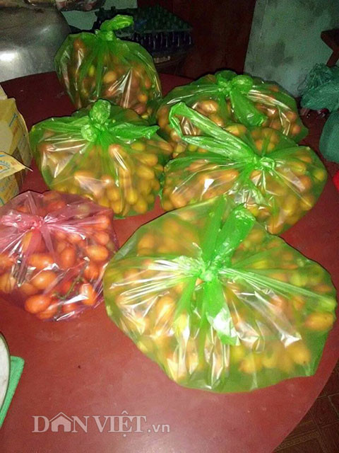 Vì lý do trên, nên hiện nay cây quả máu ở trong rừng còn rất ít. “Cái cây nhà em bây giờ vốn là do em đưa mấy cây con trên rừng về trồng trong vườn. Mấy cây ươm trồng, chỉ có duy nhất cây này còn sống và cho quả trong khoảng 5 năm trở lại đây. Trong thôn cũng có vài gia đình trồng và bảo tồn được loại cây quả máu. Trước kia, tới mùa quả chín, nhà em và người dân trong thôn hái để ăn chơi và ngâm rượu. Nhưng 2 năm nay, có nhiều người hỏi mua…”.