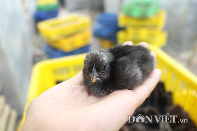 Nhưng ấn tượng nhất phải nói đến khu nuôi gà ác thương phẩm. Tuy trại gà ở trong lòng phố nhưng khá rộng rãi, sạch sẽ và mát mẻ với cây cối tỏa bóng xung quanh. Đến dãy nhà đầu tiên, ở đó có hàng chục chuồng gà xếp thành hai dãy song song.