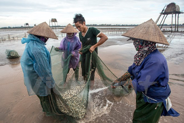 Dân cào ngao thuê phải làm việc sát nhau, cào ngao theo kiểu cuốn chiếu để không bị sót ngao. (Ảnh: Minh Sơn/Vietnam+)