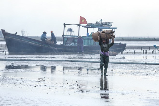 Đồng Châu không phải bãi biển đẹp để khai thác du lịch nhưng lại là nơi tuyệt vời để canh tác và nuôi trồng ngao. Bóng dáng những người phụ nữ cào ngao trải dài trên cánh đồng ngao chắc chắn sẽ lưu lại trong mỗi người nhiều cảm xúc. (Ảnh: Minh Sơn/Vietnam+)