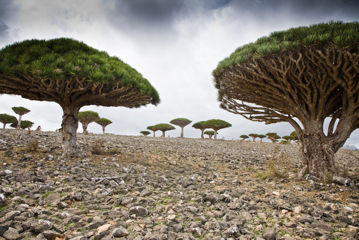 Đảo Socotra ở Ấn Độ Dương là một trong những nơi độc đáo nhất trên thế giới, nổi tiếng với cây máu rồng có hình dáng kỳ lạ. Hòn đảo này cũng là nơi trú ngụ của nhiều loài động thực vật kỳ lạ khác mà không thể tìm thấy ở bất cứ nơi nào khác trên Trái đất. Ảnh: Reversehomesickness.com