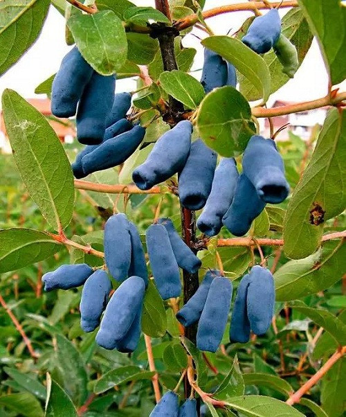 Trái Honeyberry.