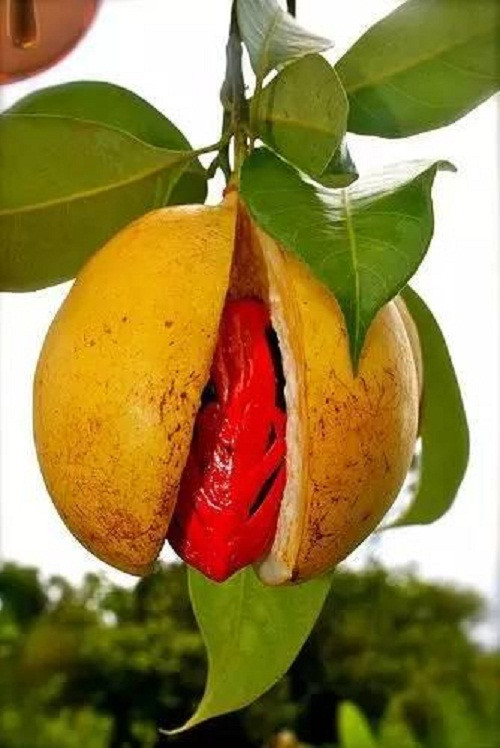 Nhục đậu khấu.
