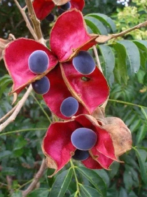Loại trái cây độc lạ này chắc hẳn nhiều người không biết, nó có tên là Sterculia monosperma