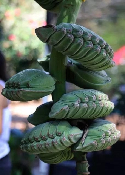 Một buồng chuối kỳ lạ.