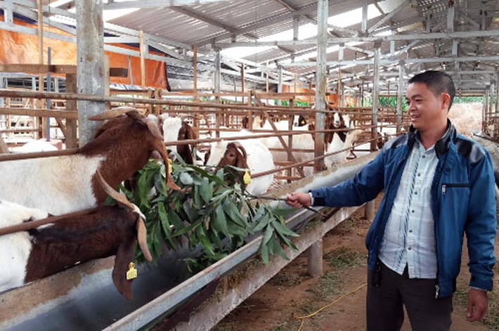 Anh Phạm Văn Hưng ở xã Gia Hiệp, huyện Di Linh, tỉnh Lâm Đồng đầu tư nuôi giống dê ngoại cho thu nhập hơn 20 tỷ đồng/năm. (Ảnh: VNE)