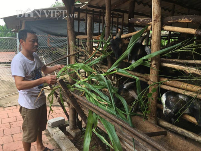 Sau 3 năm gây dựng, số lượng đàn dê của anh Mừng đã lên đến hơn 200 con. Vừa gây giống vừa nhập dê con về nuôi thịt năm 2016 anh Mừng thu 3 tỷ đồng từ tiền bán dê thịt. (Ảnh: Báo Dân Việt)