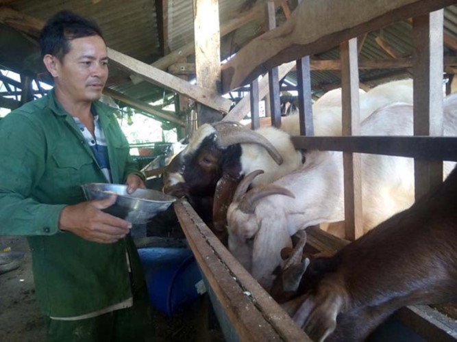 Mô hình nuôi dê theo đàn nhốt chuồng của ông Trần Bá Thư ở tỉnh Kon Tum thu hàng trăm triệu đồng mỗi năm. (Ảnh: Báo Thanh niên)