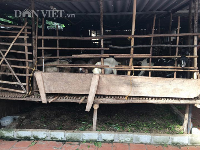 Chuồng trại được đóng giàn, sàn cách mặt đất từ 80-100cm đảm bảo khô thoáng. Mỗi chuồng sẽ chia theo ô, diện tích mỗi ô khoảng 25m2, nuôi từ 15-20 con dê. (Ảnh: Báo Dân Việt)