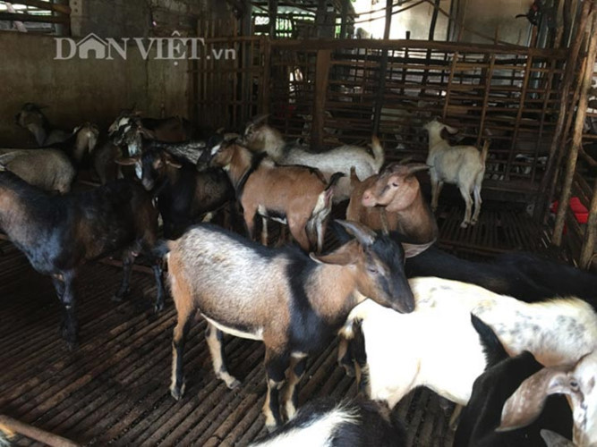 Trang trại nuôi dê của gia đình anh Hoàng Văn Mừng ở thôn Đá Ong, xã Lan Giới, huyện Tân Yên, tỉnh Bắc Giang cứ 3 tháng xuất bán 200 dê thịt. Mỗi tháng thu nhập 250 triệu đồng từ đàn dê. (Ảnh: Báo Dân Việt)