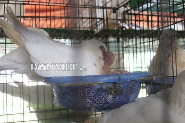 Tuy nhiên, anh Hùng không nóng vội đầu tư nuôi chim ngay mà dành hẳn 1 năm để tìm tòi, học hỏi kỹ thuật nuôi chim từ các chuyên gia cho đến các hộ nuôi nuôi chim ở các tỉnh lân cận. Đến năm 2013, sau khi đã tích lũy được kha khá kinh nghiệm, anh Hùng mới nuôi 150 cặp chim bố mẹ với tổng số vốn đầu tư hơn 100 triệu đồng. Sau 6 tháng chăm bẵm, những chú chim câu non lứa đầu tiên đã được xuất bán, gia đình anh thu về hơn 30 triệu đồng tiền lãi.