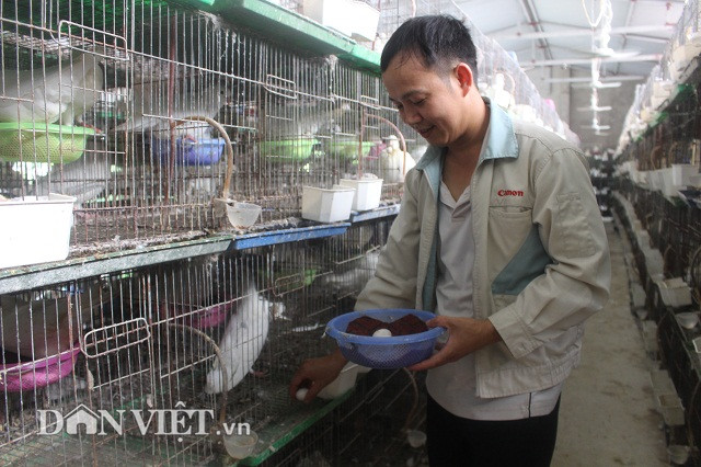 Theo anh Hùng, trong những ngày hè nắng nóng, trứng chim câu thường bị ung, hỏng rất nhiều. Để khắc phục, anh Hùng thường lấy trứng chim câu cho vào máy ấp, còn để chim câu ấp trứng… giả. Nhờ vậy, tỷ lệ trứng chim câu nở lên đến 90%.