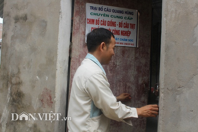 Đến thăm trang trại nuôi chim câu của anh Hùng, chúng tôi tin ngay lời giới thiệu của cán bộ Hội Nông dân tỉnh về mô hình điển hình nuôi chim câu ở tỉnh Bắc Ninh với quy mô lớn và được đầu tư bài bản. Tiếp chuyện với phóng viên là chàng trai thư sinh có lối nói chuyện dễ mến. Anh Ngô Quang Hùng – chủ trang trại cho biết, anh vốn tốt nghiệp ngành công nghệ điện tử, Trường Cao đẳng Công nghiệp. Tuy nhiên, sau khi ra trường, công việc không được như ý, anh Hùng quyết định về quê làm nông.