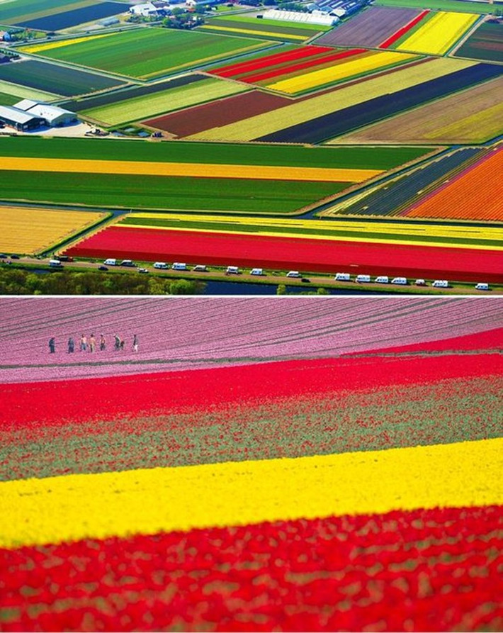 Nhiếp ảnh gia người Mỹ George Steinmetz đã ghi lại vẻ đẹp của Hà Lan ở các cánh đồng hoa tulip.
