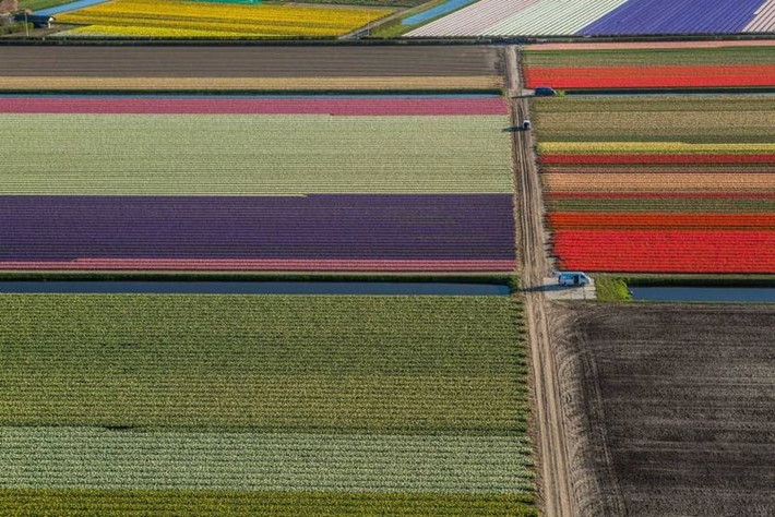 Những cánh đồng hoa Tulip ở Hà Lan đang trổ bông. Ảnh: Pinterest.