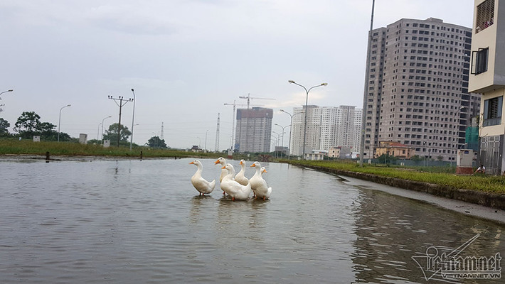 Ông Cường (52 tuổi, một bảo vệ tòa nhà ) cho biết: Tôi sống ở đây đã nhiều năm, tình trạng ngập úng liên tục xảy ra. Ngắn cũng 4 ngày, còn thường là hơn 1 tuần nước mới rút hết.