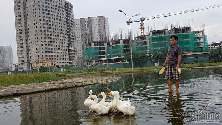 Đường ngập dài ngày, ốc, cá xuất hiện nhiều nên ông Cường tranh thủ nuôi thêm vịt vừa vui đường vui phố, vừa cải thiện thêm bữa ăn.