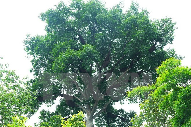 Rất nhiều tổ ong trên cây. (Ảnh: Phan Tuấn Anh/TTXVN)