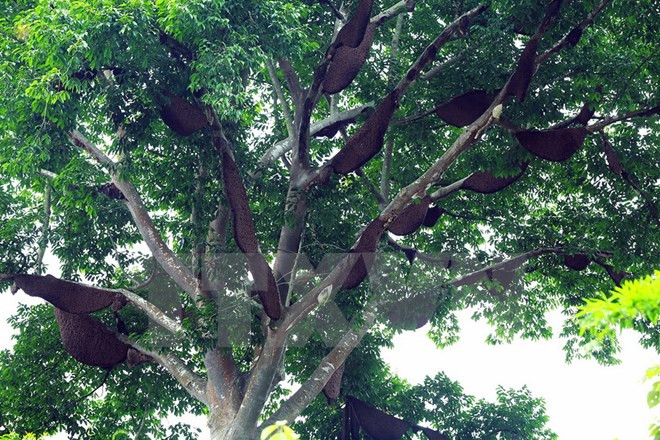Rất nhiều tổ ong trên cây. (Ảnh: Phan Tuấn Anh/TTXVN)