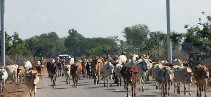Chhattisgarh, Ấn Độ: Hầu hết mọi người đều quen với các dòng xe dài trong giờ cao điểm mỗi ngày, nhưng ở thành phố Chhattisgarh, những người đi làm có vấn đề hoàn toàn khác. Sự nóng vội không giúp ích gì trong tình huống này. Bạn chỉ có thể hy vọng rằng những con vật này di chuyển đến đích của chúng càng nhanh càng tốt.