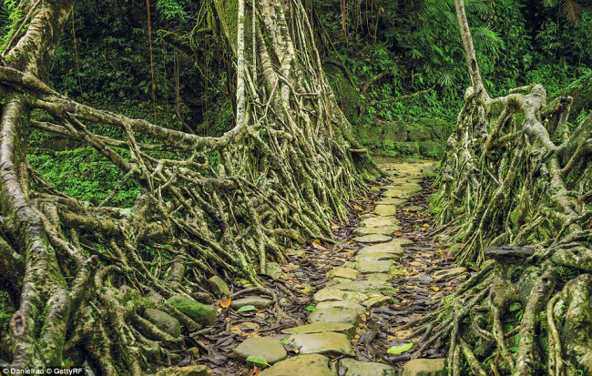 Cây cầu rễ cây Cherrapunji ở Meghalaya, Ấn Độ, được những người Khasi và Jaintia xây dựng thủ công bằng rễ của cây cao su nổi trên mặt đất.