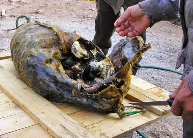 Kiviak (Greenland): Hàng trăm con chim anca được nhồi chặt vào một bộ da hải cẩu, sau đó ép hết không khí và khâu chặt lại, bôi mỡ hải cẩu bên ngoài để đuổi ruồi. Tất cả được chôn dưới một đống đá và để khoảng ba tháng cho chim lên men. Món này thường được ăn trong sinh nhật hoặc tiệc cưới. Ảnh: Posts For All/Pinterest.