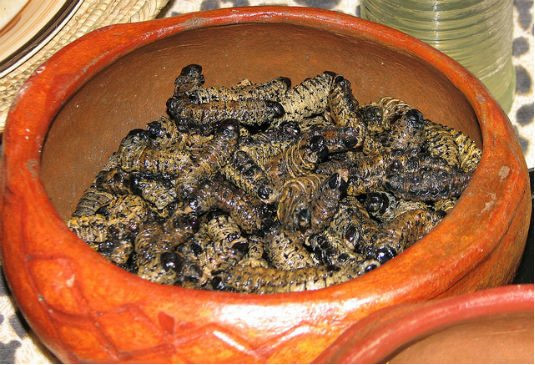 Sâu Mopane (Nam Phi): Loại sâu béo ngậy này thường được phơi khô hay hun khói để bảo quản. Khi chế biến, chúng được ngâm nước và sau đó nấu với sốt cà chua hoặc sốt cay để tạo mùi vị dễ ăn hơn. Một số người cho rằng chúng có vị như gà nướng mật ong. Ảnh: Hostelworld.