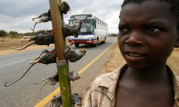 Chuột (Malawi): Ở nhiều khu vực của Malawi, trong đó có thủ đô Lilongwe, chuột là đặc sản và được bày bán ở các khu chợ, hàng quán hay vệ đường. Bạn có thể bắt gặp những cậu bé bán chuột luộc hay các phụ nữ bán chuột khô dọc đường. Ảnh: Reuters.