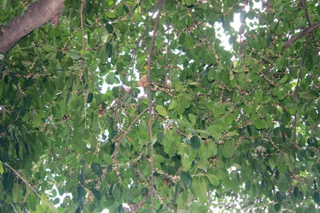 Mỗi năm sộp cho ra quả một lần: Ảnh C.T