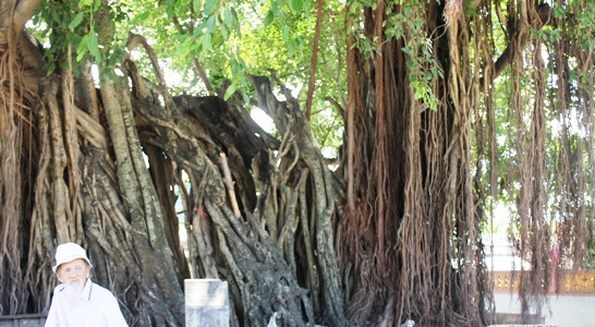 Cụ Thành chia sẻ, người dân ven biển nơi đây rất quý cây sộp nên gìn giữ, bảo quản rất cẩn thận không cho trẻ con đến phá. Do cây to, lại mát mẻ nên người dân tận dụng bóng mát để buôn bán kinh doanh và nghỉ trưa. Cây sộp này được xem là gốc sộp duy nhất tại Khánh Hòa có tuổi đời rất cao và phát triển đẻ nhánh đều.